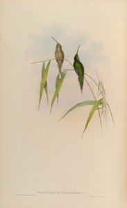 Phaethornis intermedius = Phaethornis squalidus - John Gould